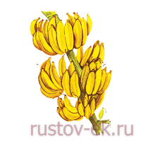 PROFFSYRUP Сироп Банан Желтый - Кофейная компания Рустов-Екатеринбург